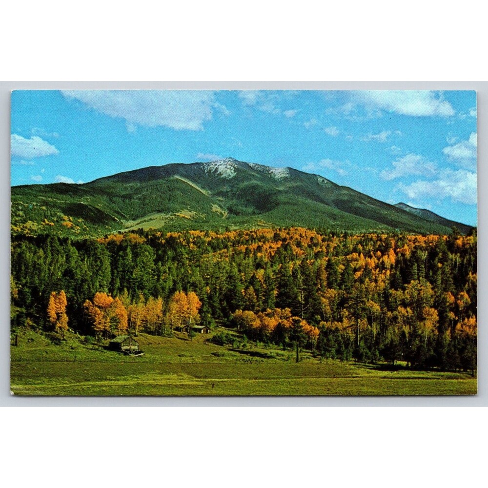 Vtg Postcard San Francisco Peaks Flagstaff AZ Aspen Trees Don Hoel Roben TRIMMED